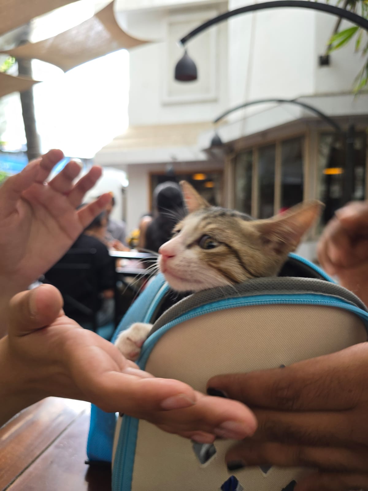 A tabby cat riding in a carrier needs a home — Pune