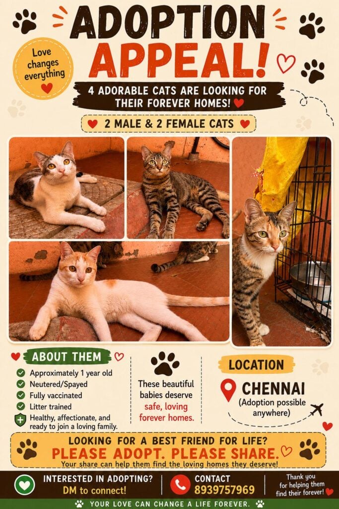 Cats for adoption! - pet in Chennai
