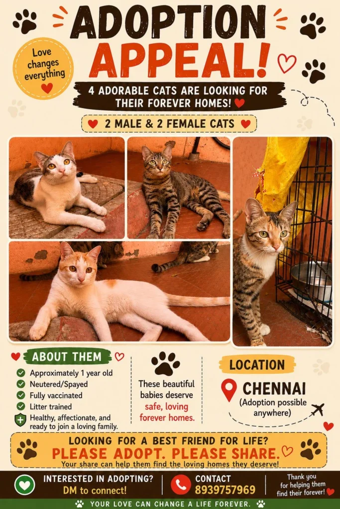 Cats for adoption! - pet in Chennai