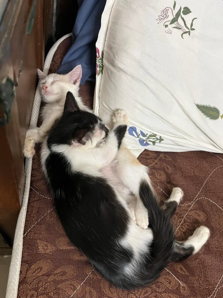 Kerala - pet for adoption in India