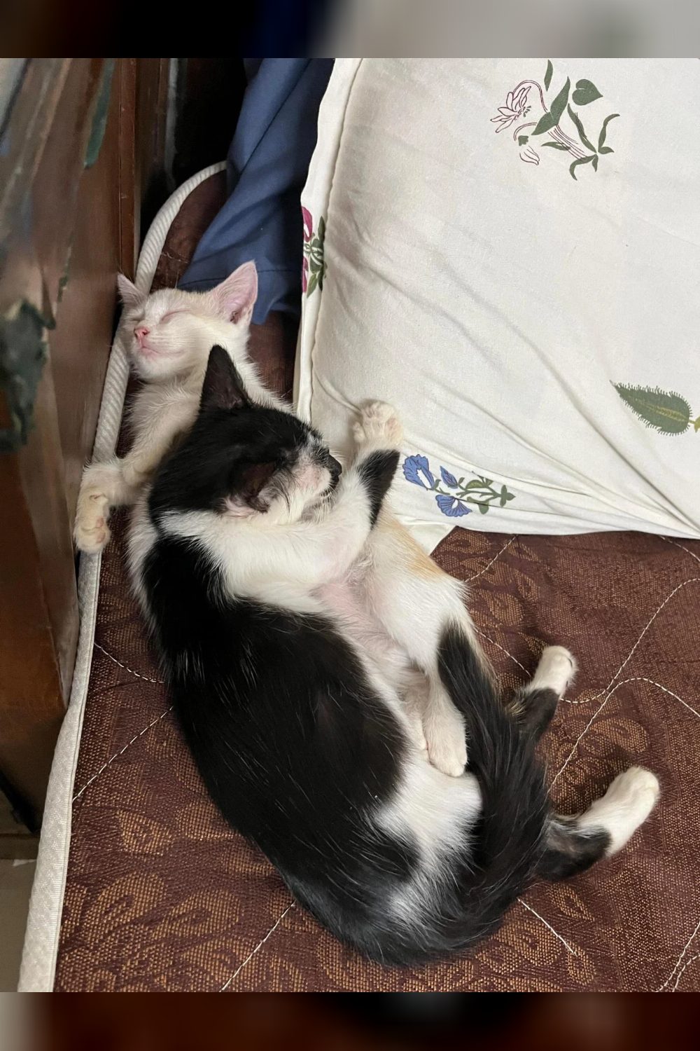 Kerala — adoption request — Kochi