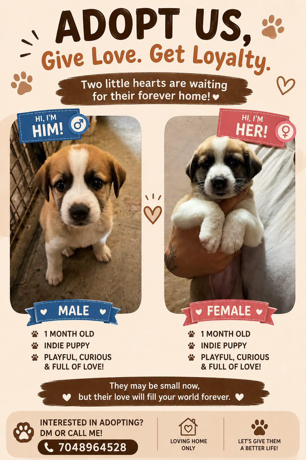 Rescued indie puppies for adoption in Ramesh Nagar — Delhi NCR