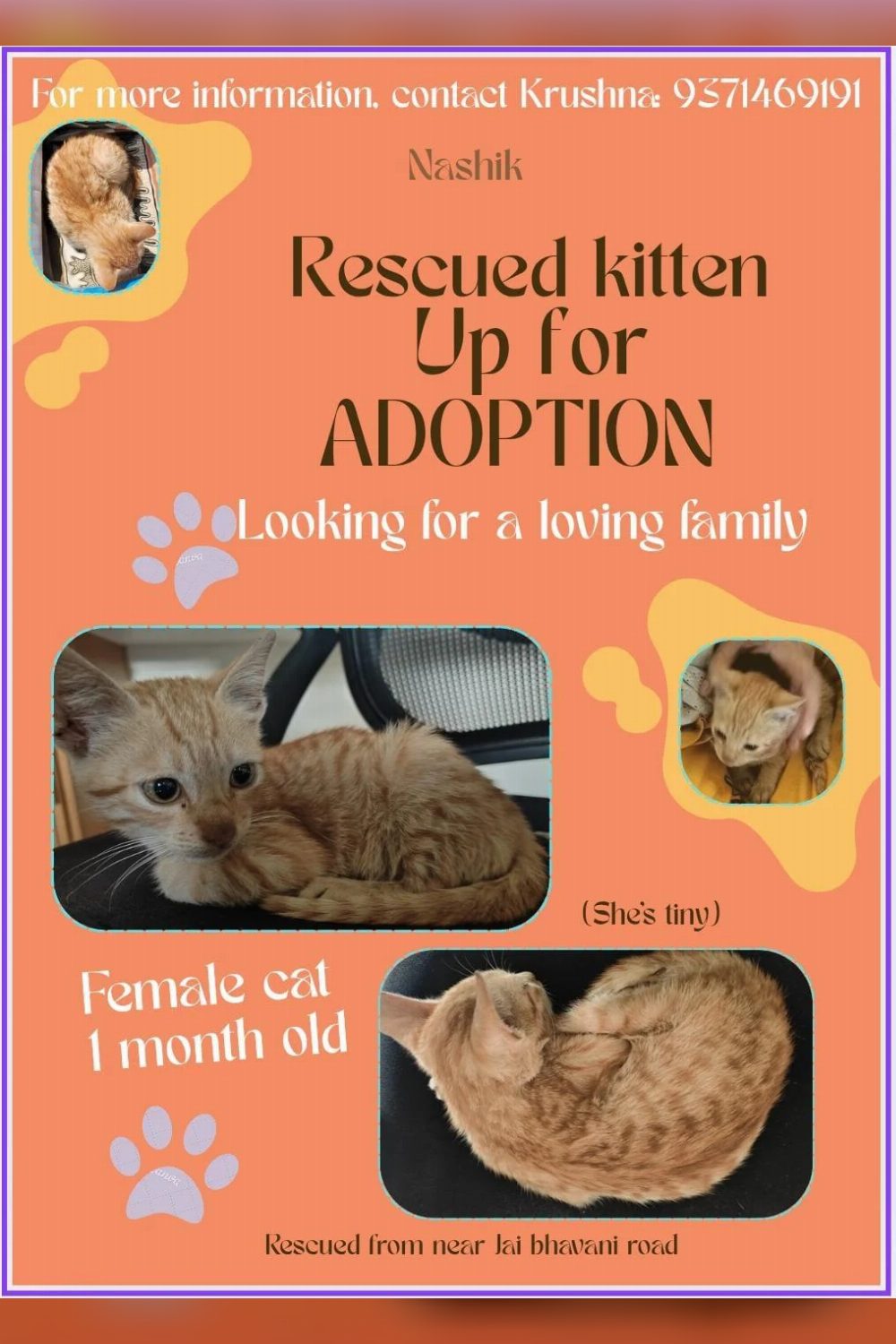 The Cutest Rescued Stray Kitten Up for Adoption — Nashik