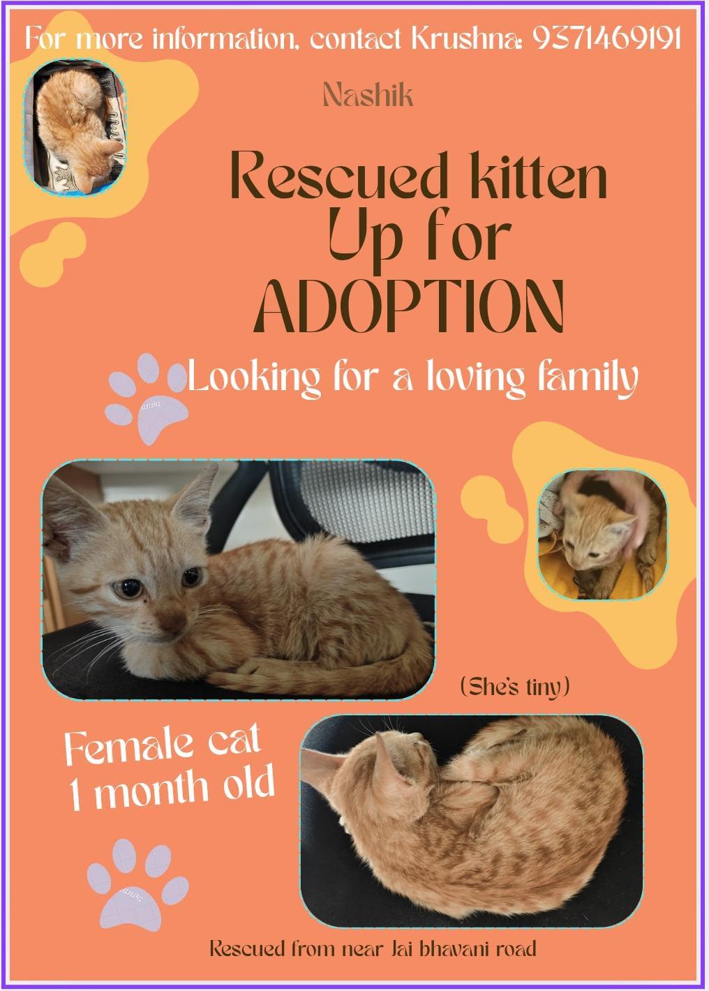 The Cutest Rescued Stray Kitten Up for Adoption — Nashik