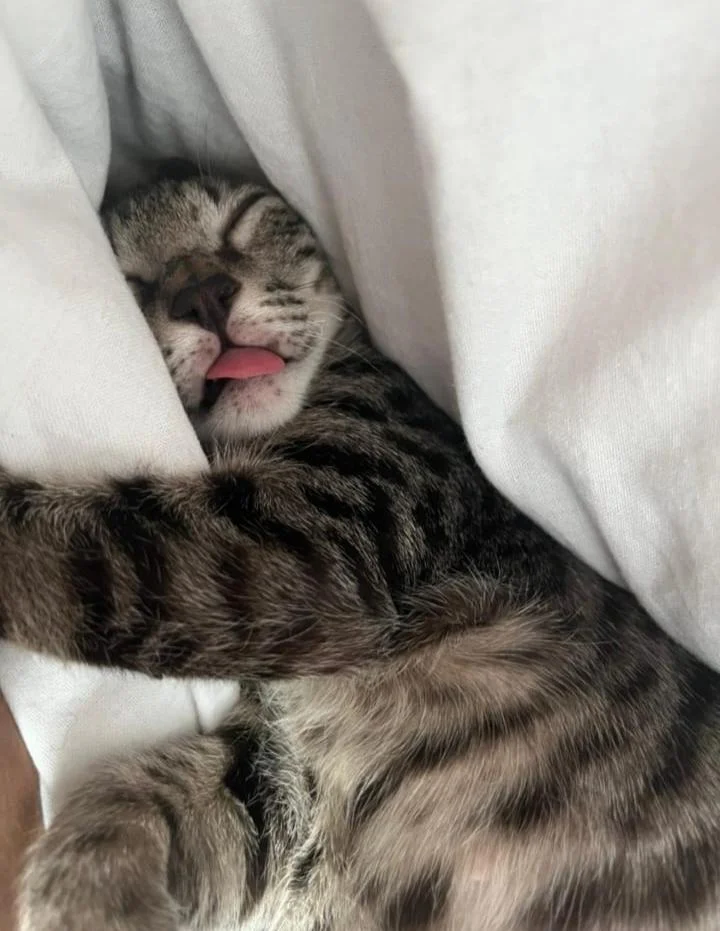 Urgent Adoption Repost for 4-5 months female kitties, In Delhi - pet in Delhi NCR