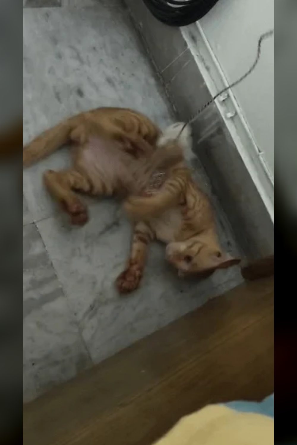 Cat adoption success story