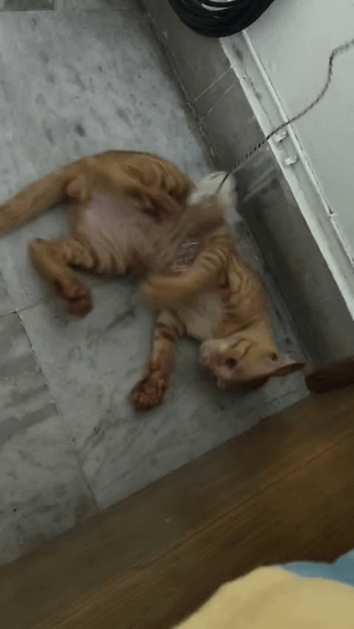 [City?] Cat adoption success story - kitten in India