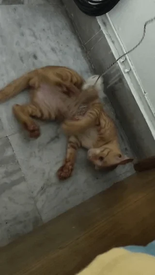 Cat adoption success story - kitten in India