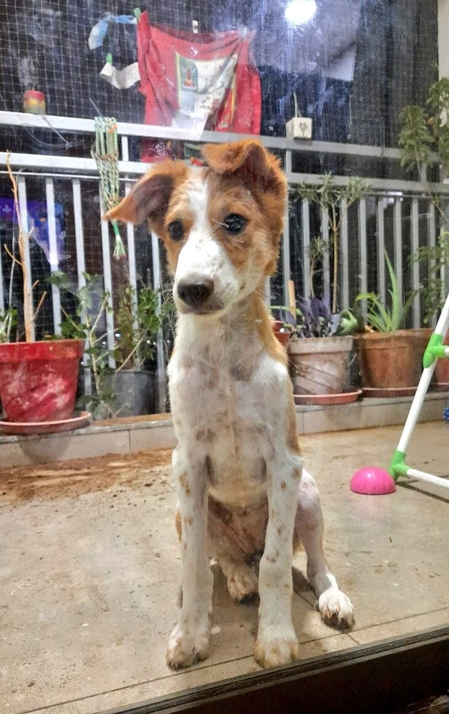 Coffee, a fawn-and-white rescued Indie puppy sitting and looking at the camera, up for adoption in Ahmedabad