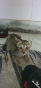 Adopt a 1-2-month-old kitten found abandoned near a home