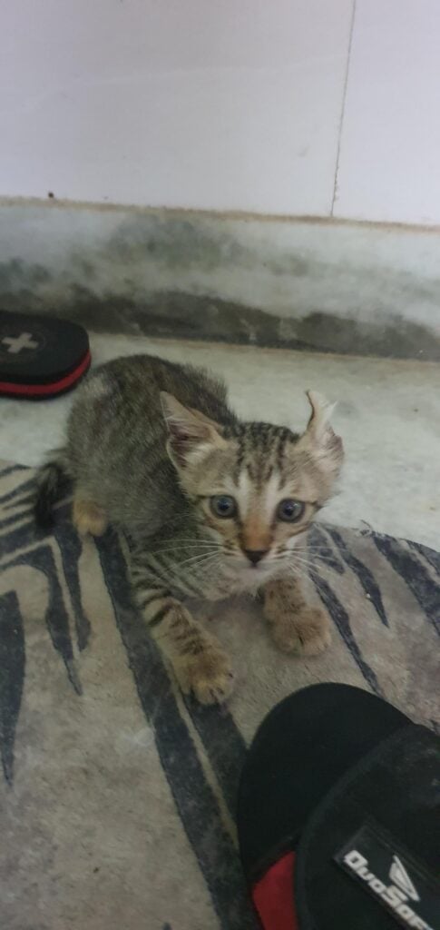Kitten found abandoned, up for adoption in Delhi NCR