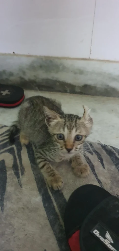 Kitten found abandoned, up for adoption in Delhi NCR
