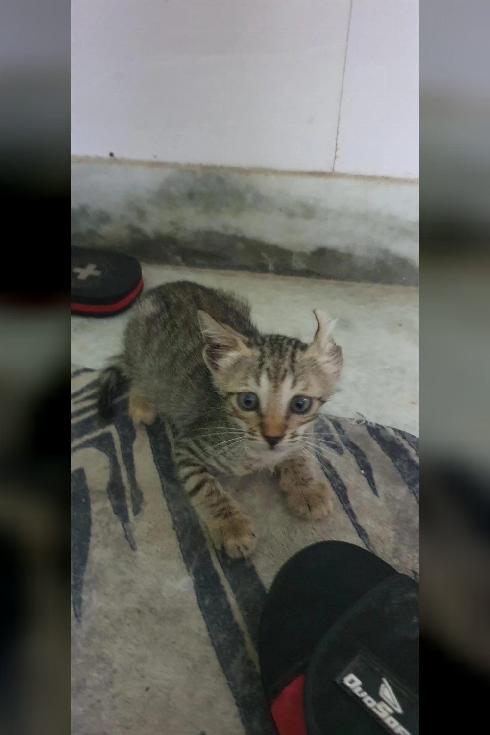 Adopt a 1-2-month-old kitten found abandoned near a home — Delhi NCR