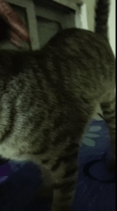 Adopt Mew Jagger, a kitten who survived abuse and poisoning