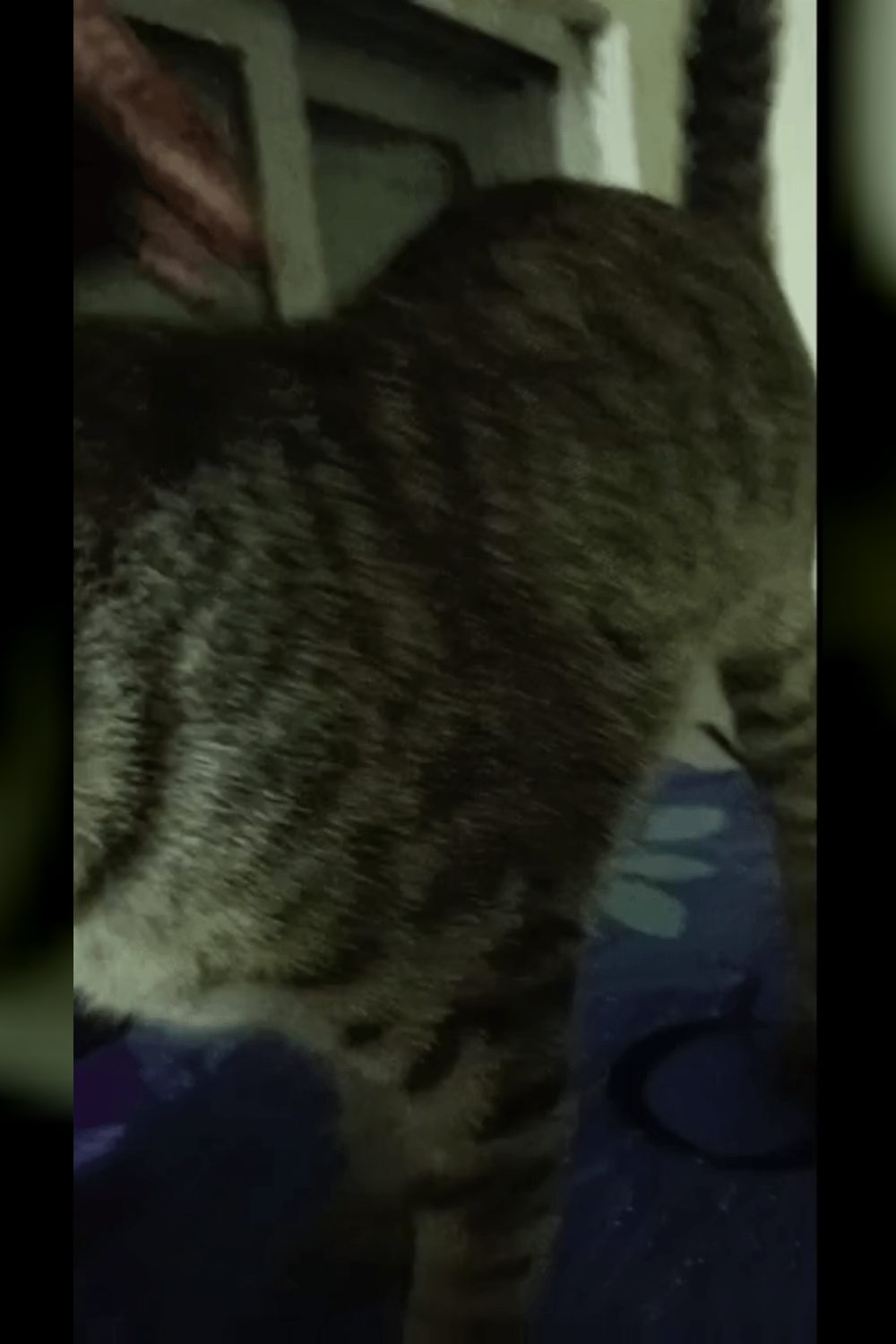 Adopt Mew Jagger, a kitten who survived abuse and poisoning — Mumbai