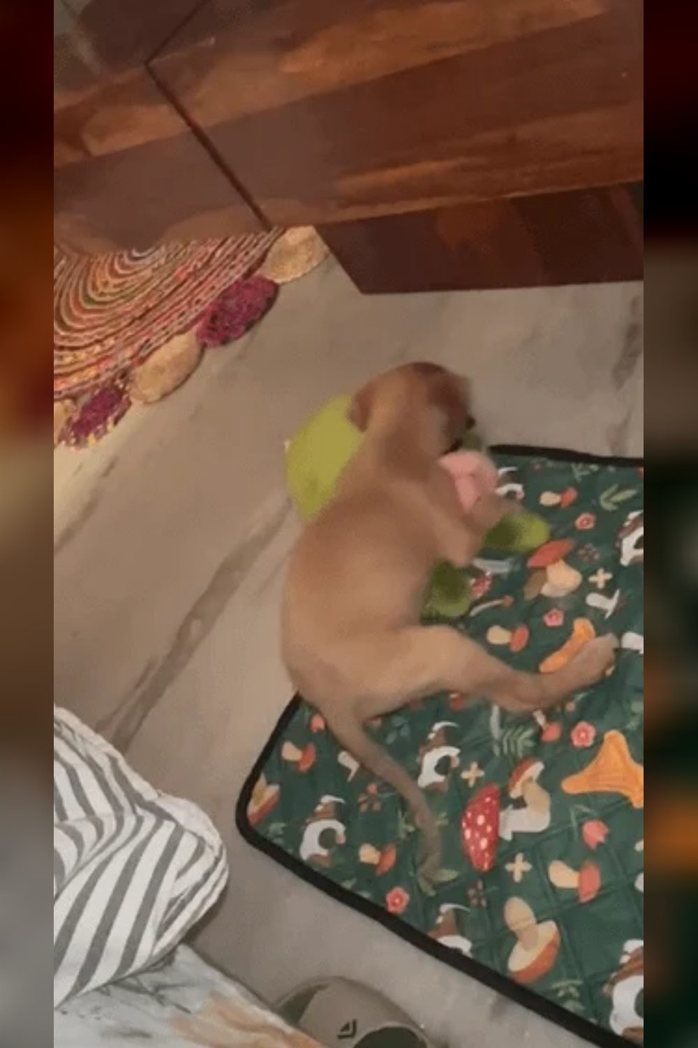 Evii, a 40-day-old indie pup rescued in Malviya Nagar — Delhi NCR