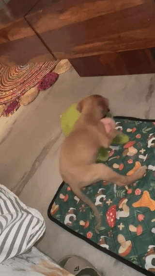 Adopt Evii - pet in Delhi NCR (listing 96724)