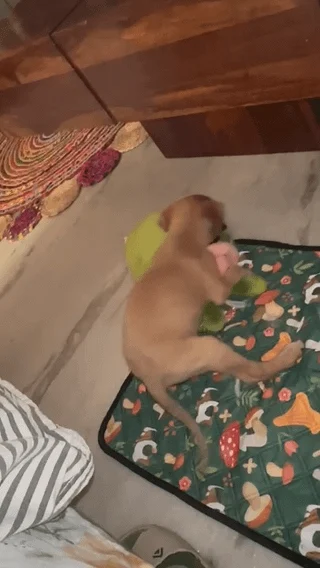 Adopt Evii - pet in Delhi NCR (listing 96724)