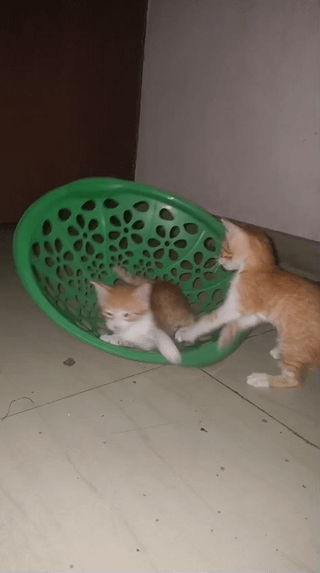 Rescued kittens and a cat for adoption in Kalkaji, South Delhi