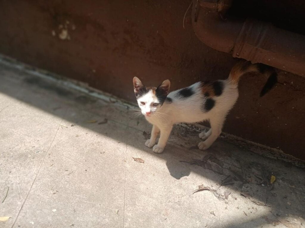 Kolkata Adoption: Friendly 3–4 Month Old Calico Kitten Looking for Home - kitten in Kolkata