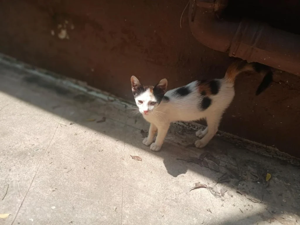 Kolkata Adoption: Friendly 3–4 Month Old Calico Kitten Looking for Home - kitten in Kolkata