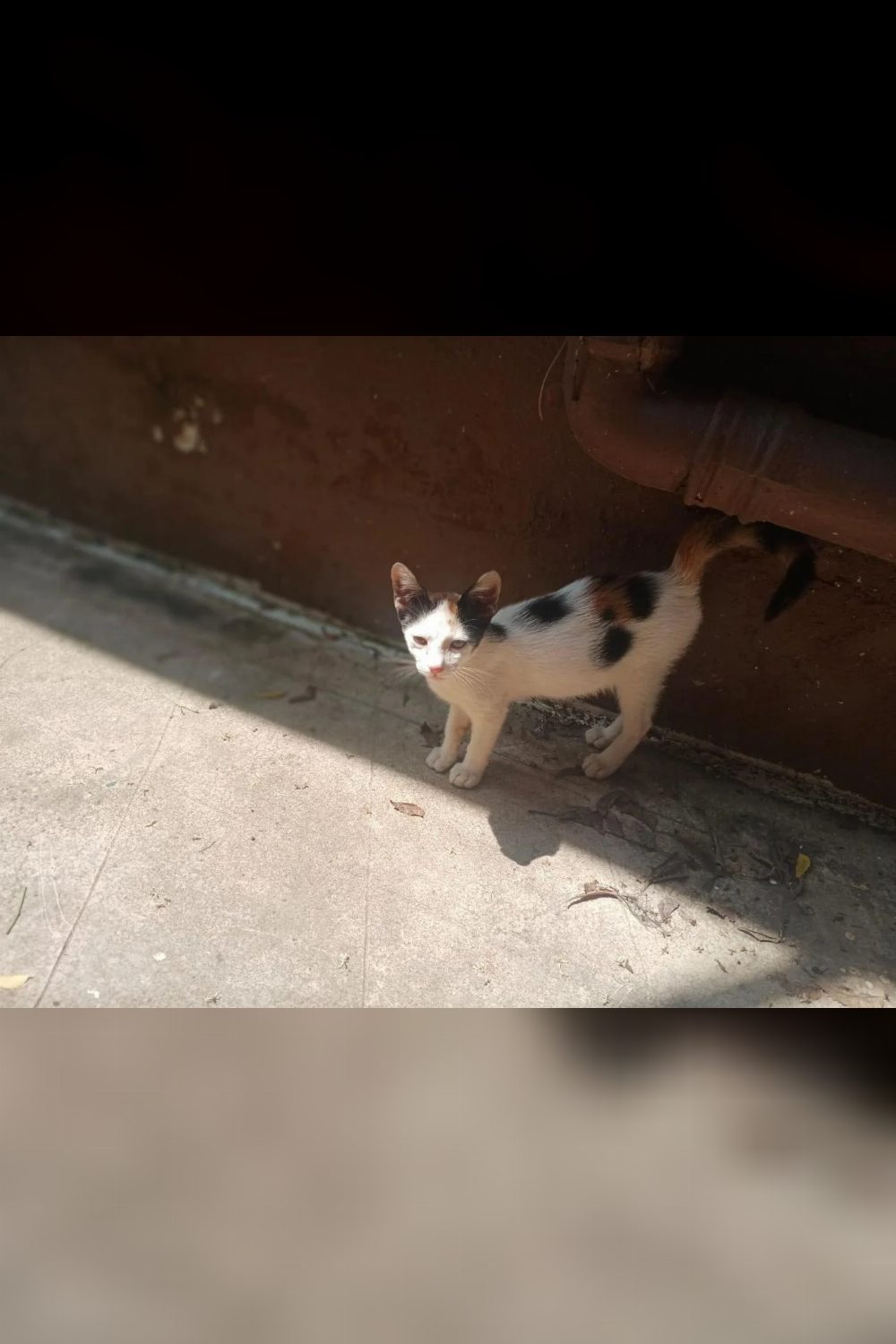 Kolkata Adoption: Friendly 3–4 Month Old Calico Kitten Looking for Home