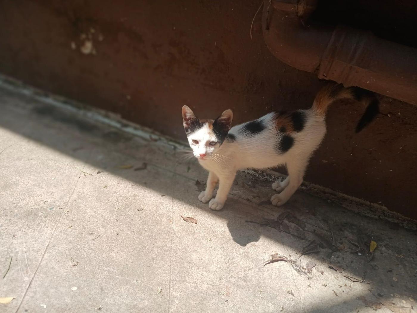 Kolkata Adoption: Friendly 3–4 Month Old Calico Kitten Looking for Home