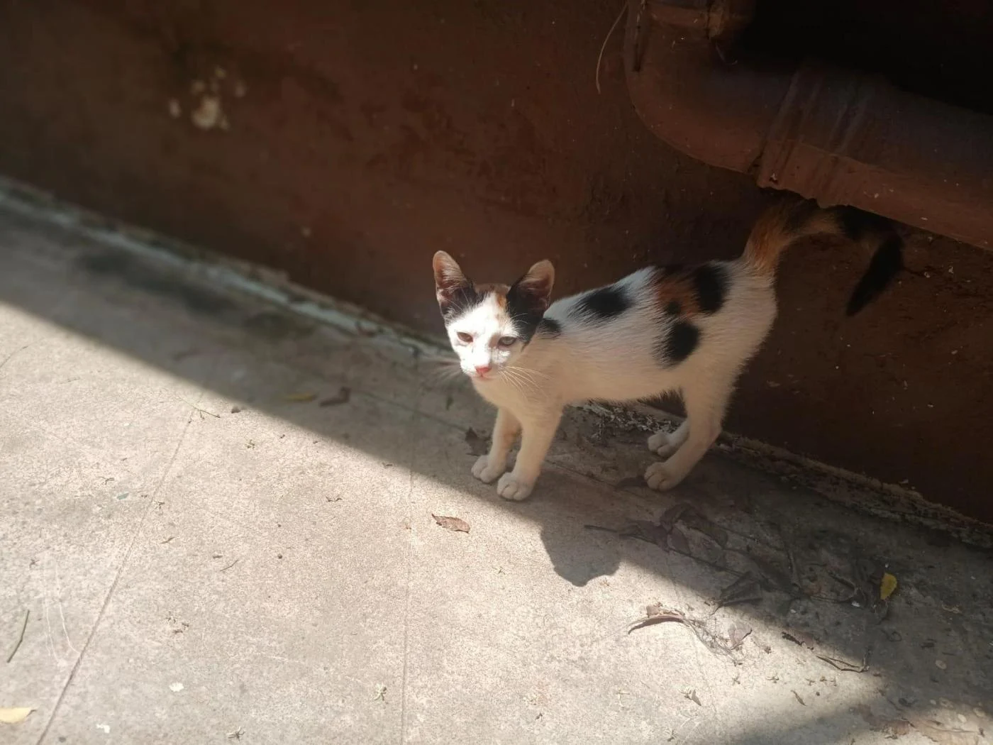 Kolkata Adoption: Friendly 3–4 Month Old Calico Kitten Looking for Home