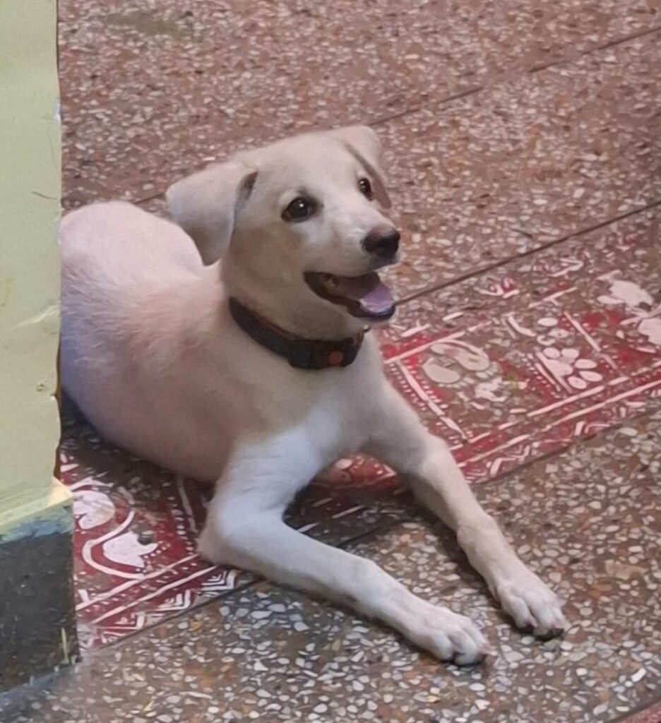 This brilliant, loving 3-month-old girl is looking for her forever... — Delhi NCR - dog in Rehoming