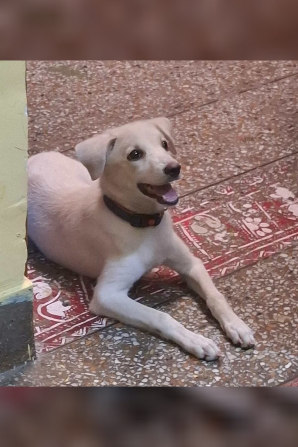 Rehoming a three-month-old female puppy — Delhi NCR