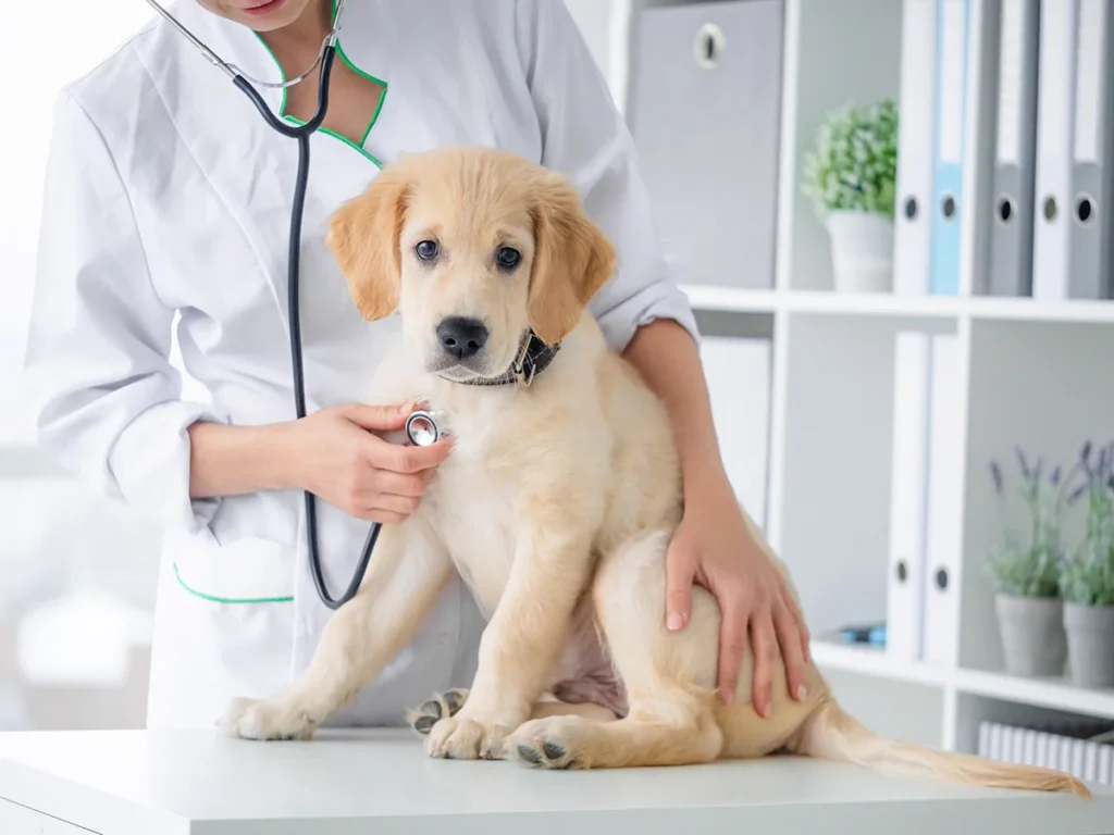 Veterinarian examining a golden retriever puppy with a stethoscope during a checkup