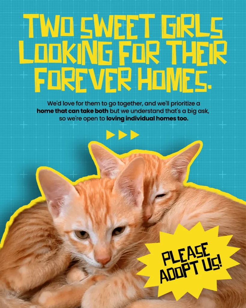 Urgent Adoption Appeal (BLR) - pet in India