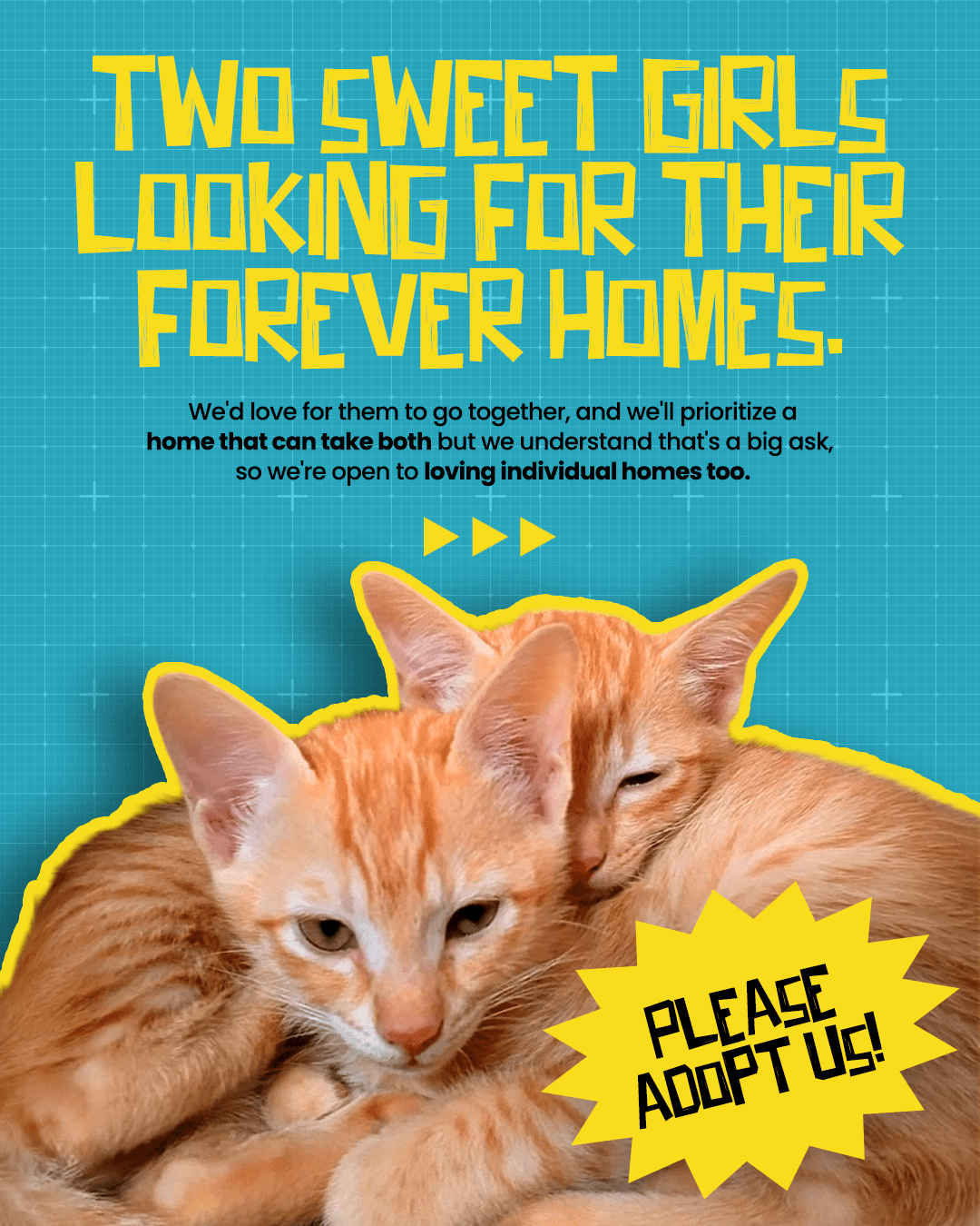 Urgent Adoption Appeal — Bengaluru