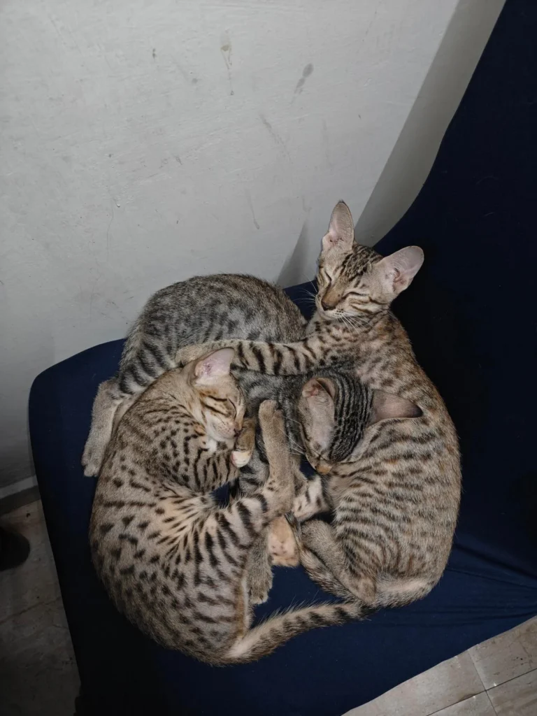 Kitten adoption request delhi ncr - kitten in Delhi NCR