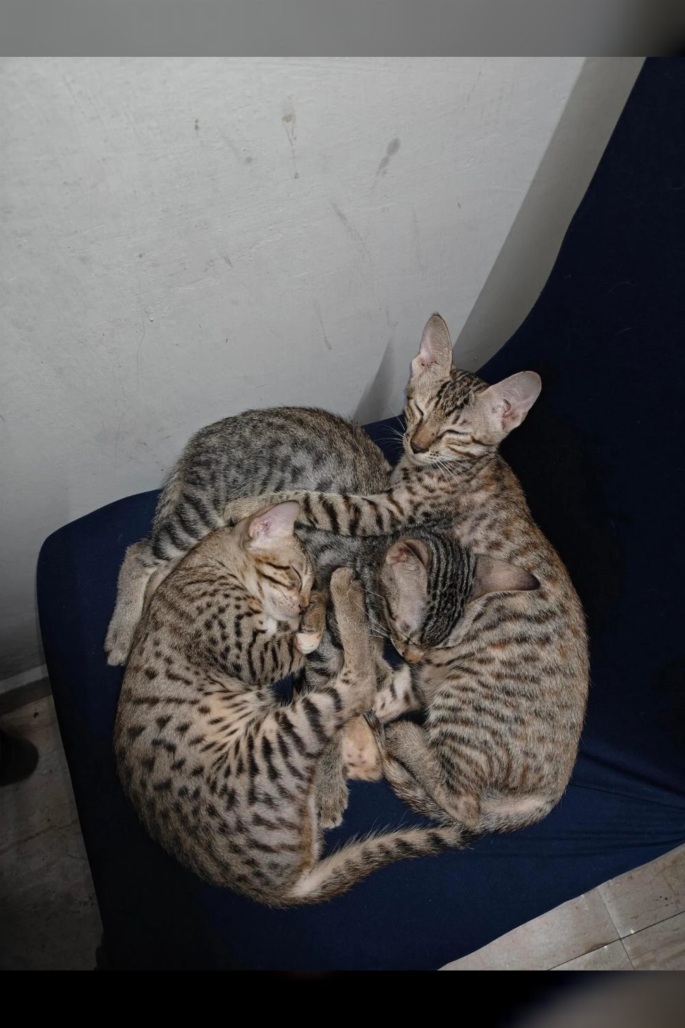 Kitten adoption request delhi ncr