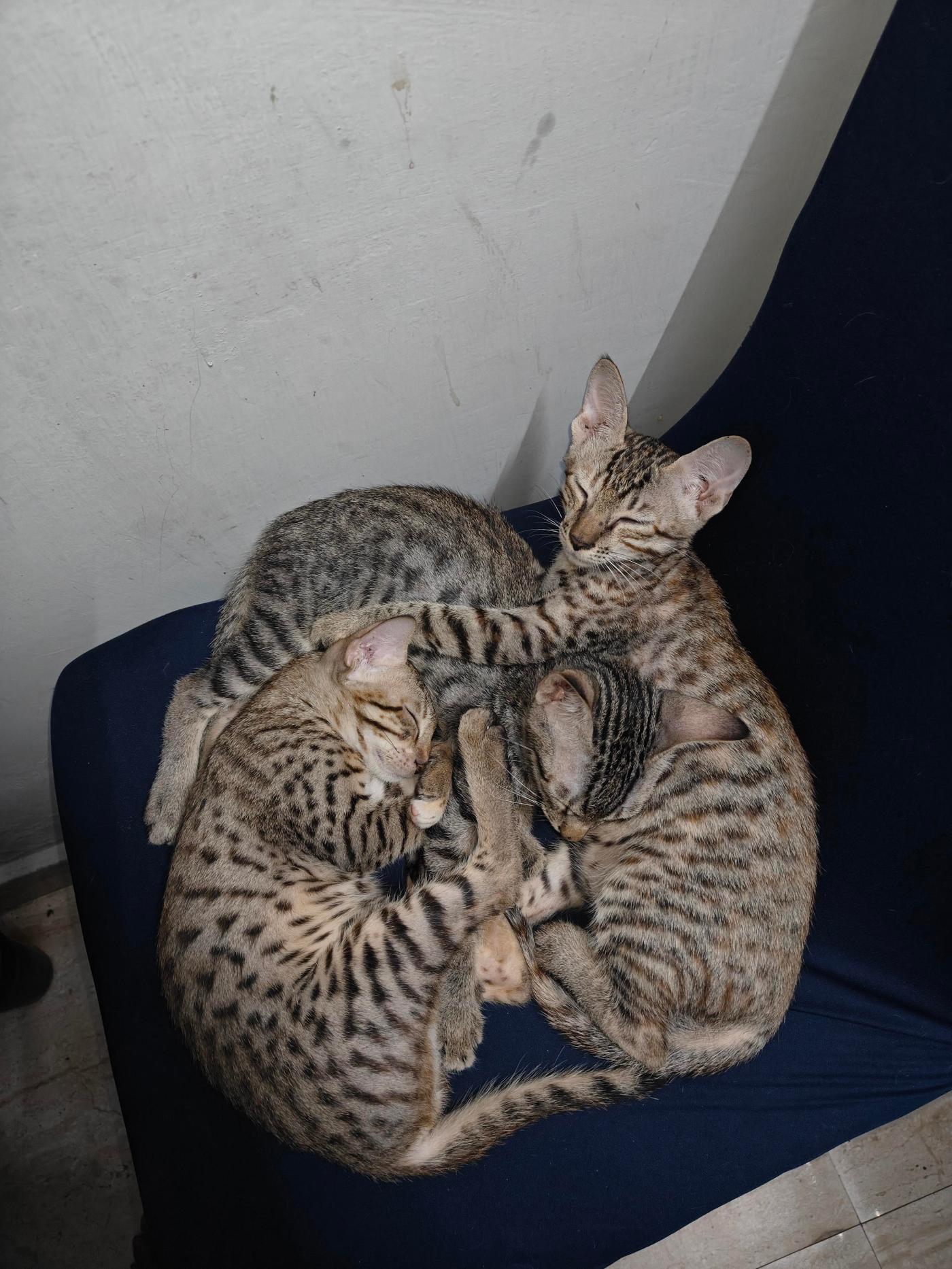 Kitten adoption request delhi ncr