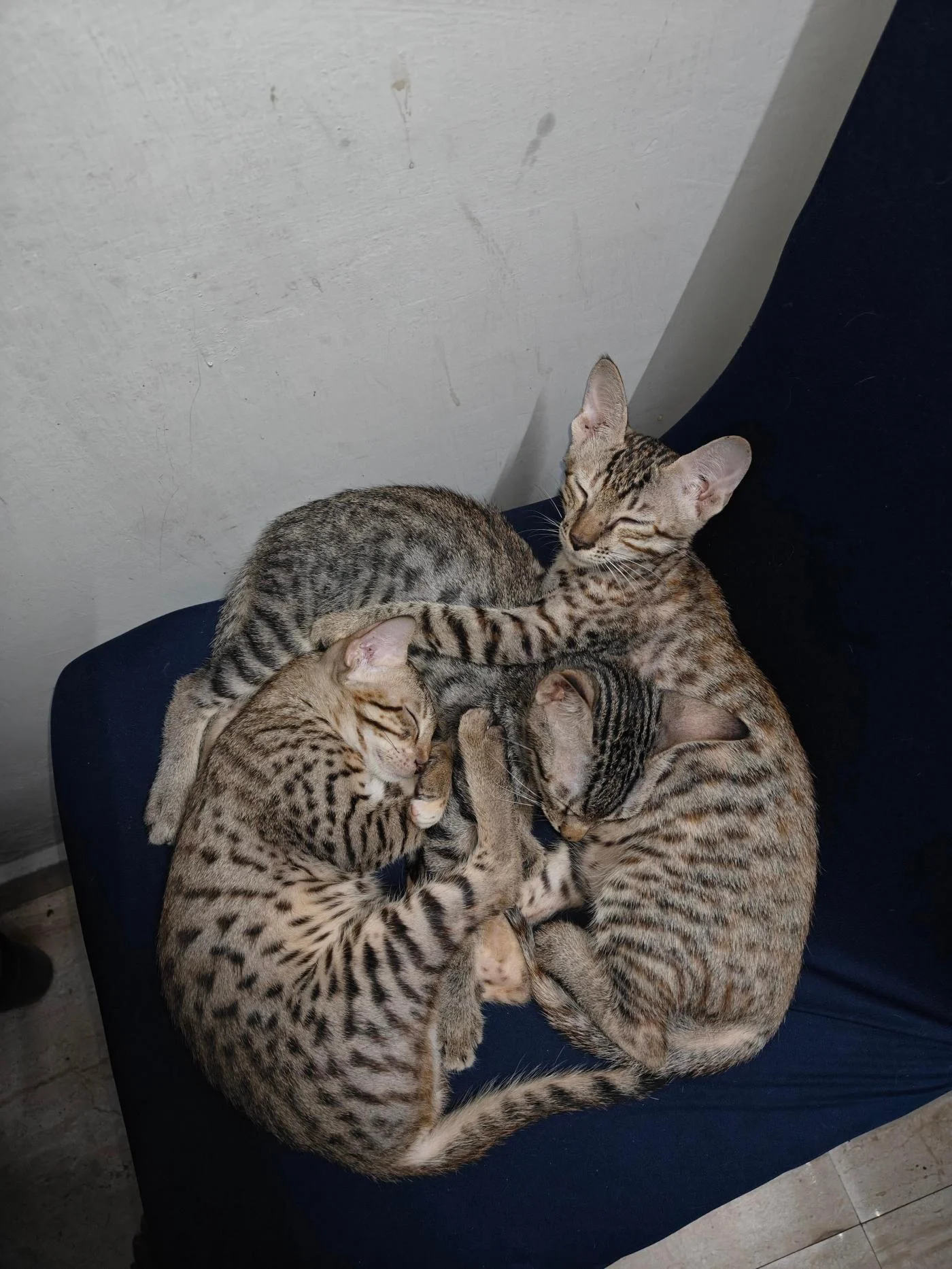 Kitten adoption request delhi ncr