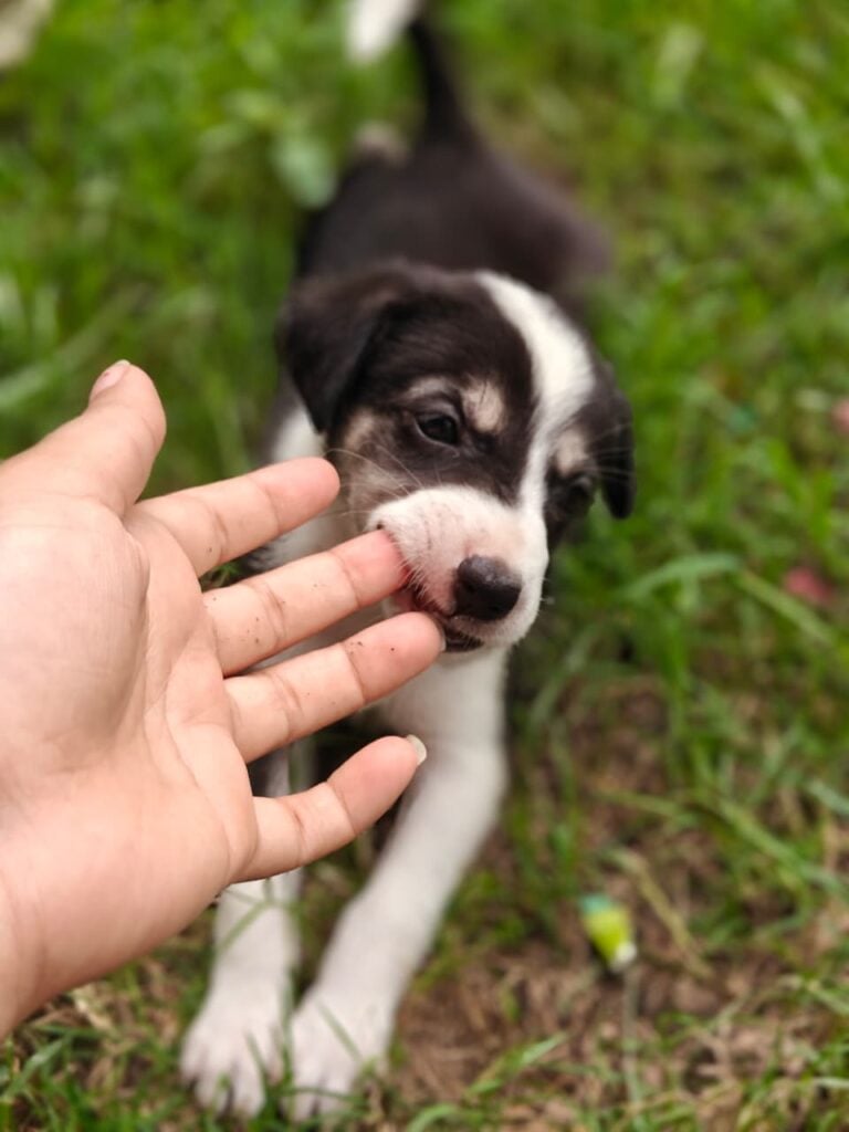One-month-old female puppy up for adoption in Haldwani