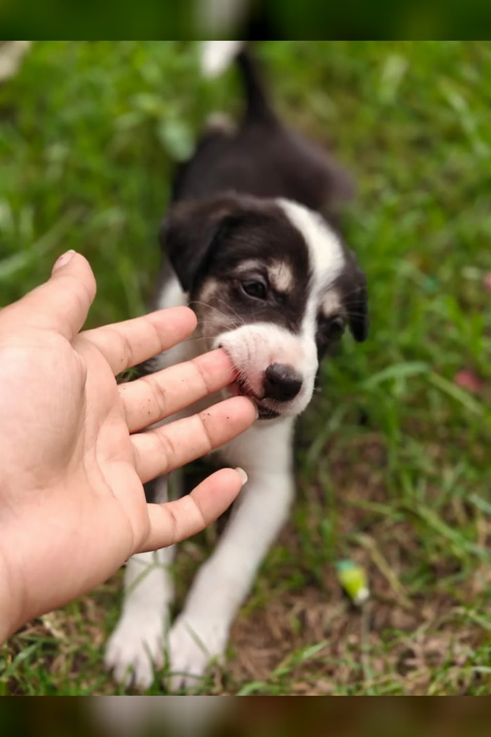One-month-old female puppy needs a home — Haldwani