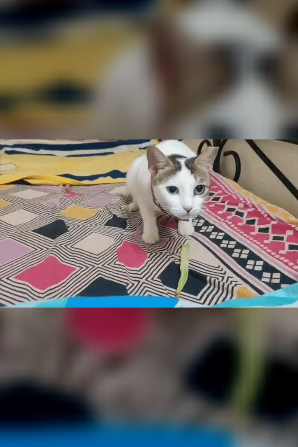 * Adoption Appeal: MEET Shona * β Mumbai