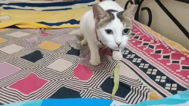 Shona, a rescued female cat, for adoption in Mumbai