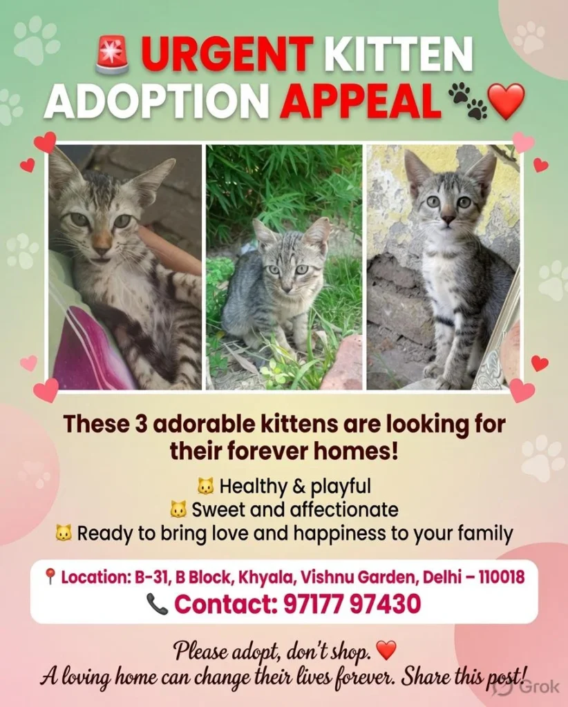 These adorable kittens are eagerly waiting to find their forever home, ready ... - kitten for adoption in India