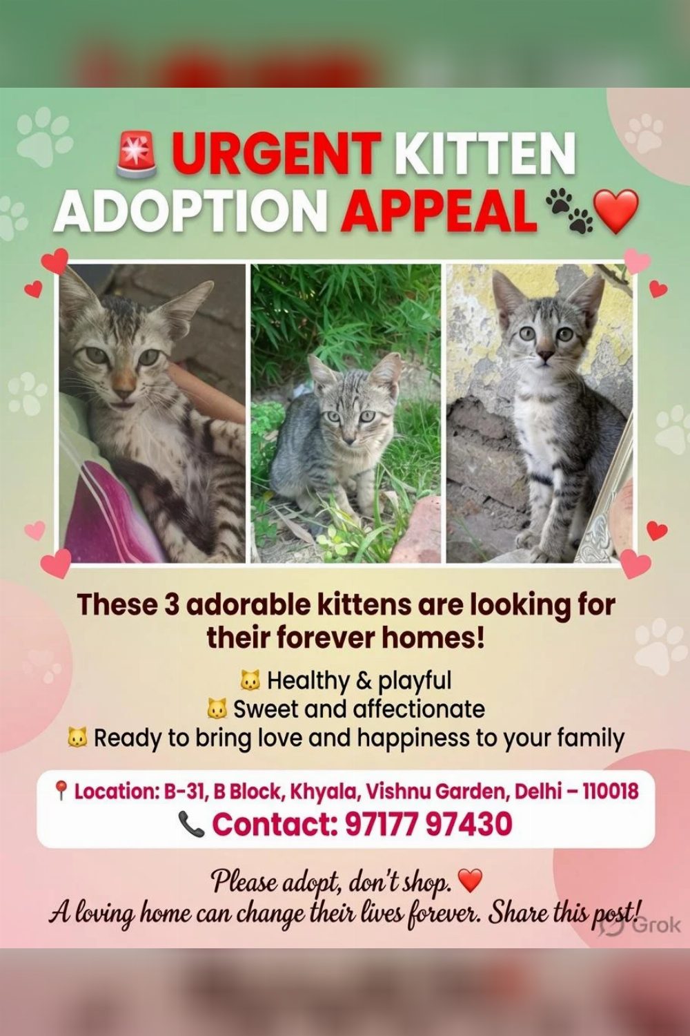 Kittens are waiting for their forever home — Delhi NCR
