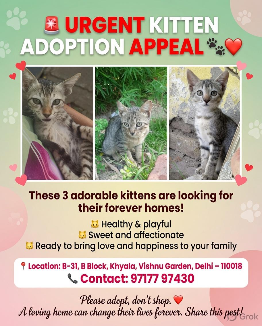 Kittens are waiting for their forever home — Delhi NCR
