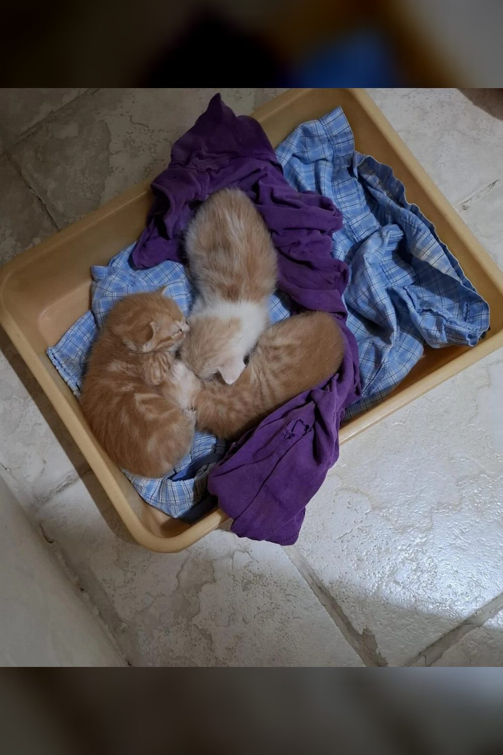 Three kittens for adoption in JP Nagar — Bengaluru