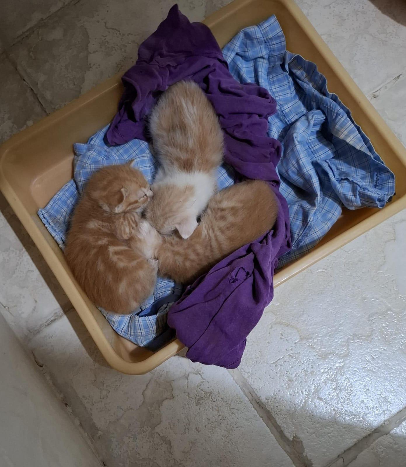 Adoption: Banglore (kittens) - kitten in India