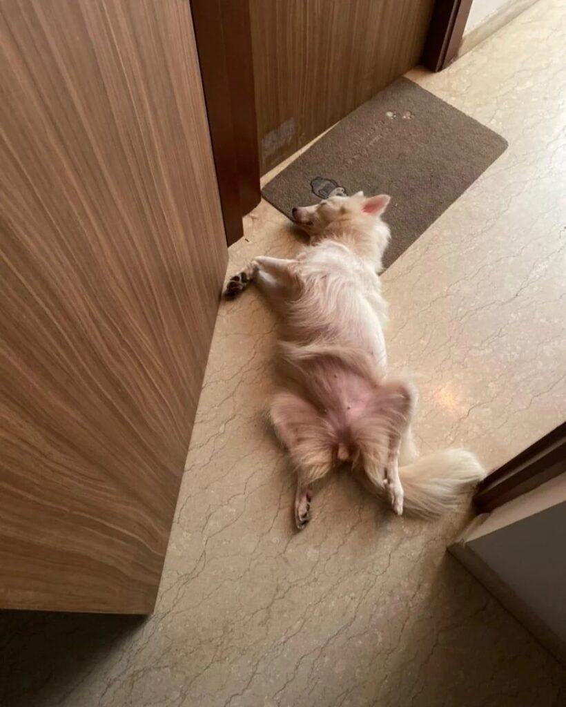 Urgent adoption appeal for Lily - pet in Mumbai