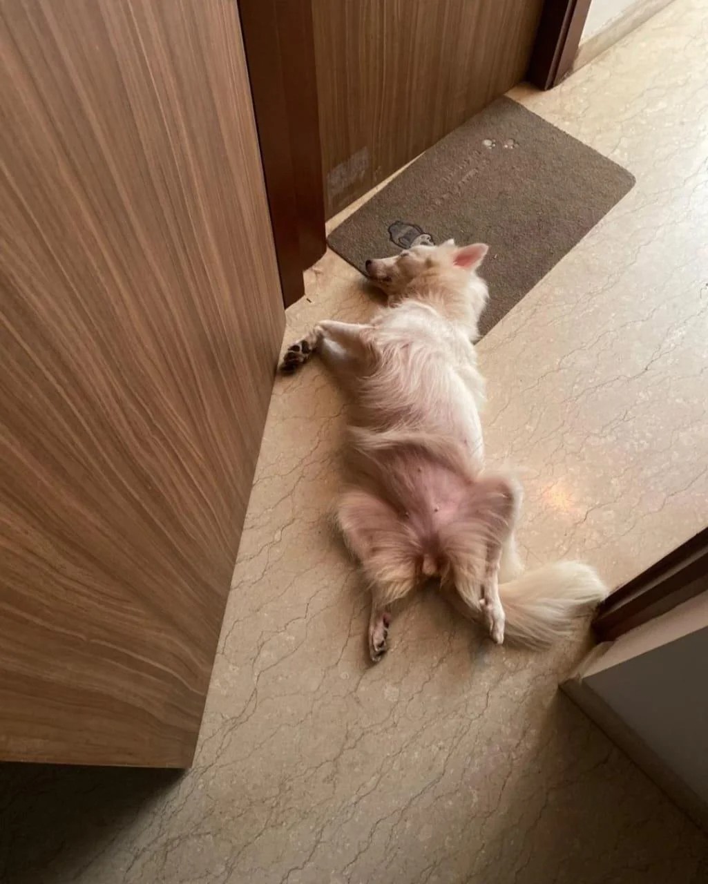 Lily, a 4-year-old female Spitz for adoption — Mumbai