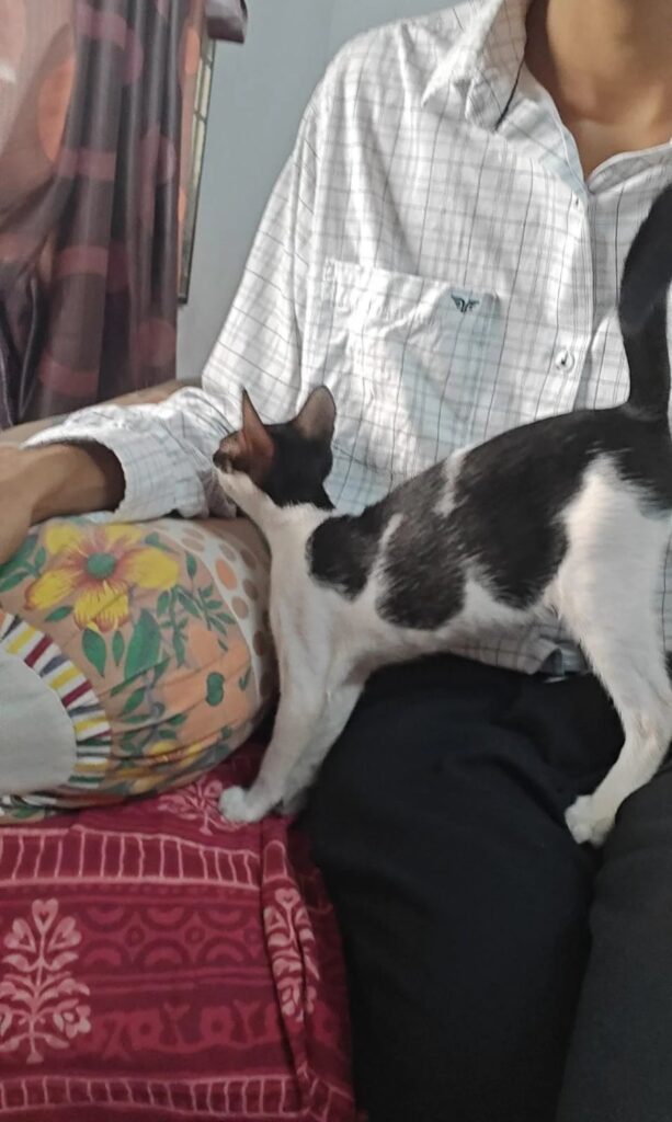 Urgent Adoption Request!!!!! - pet in Mumbai