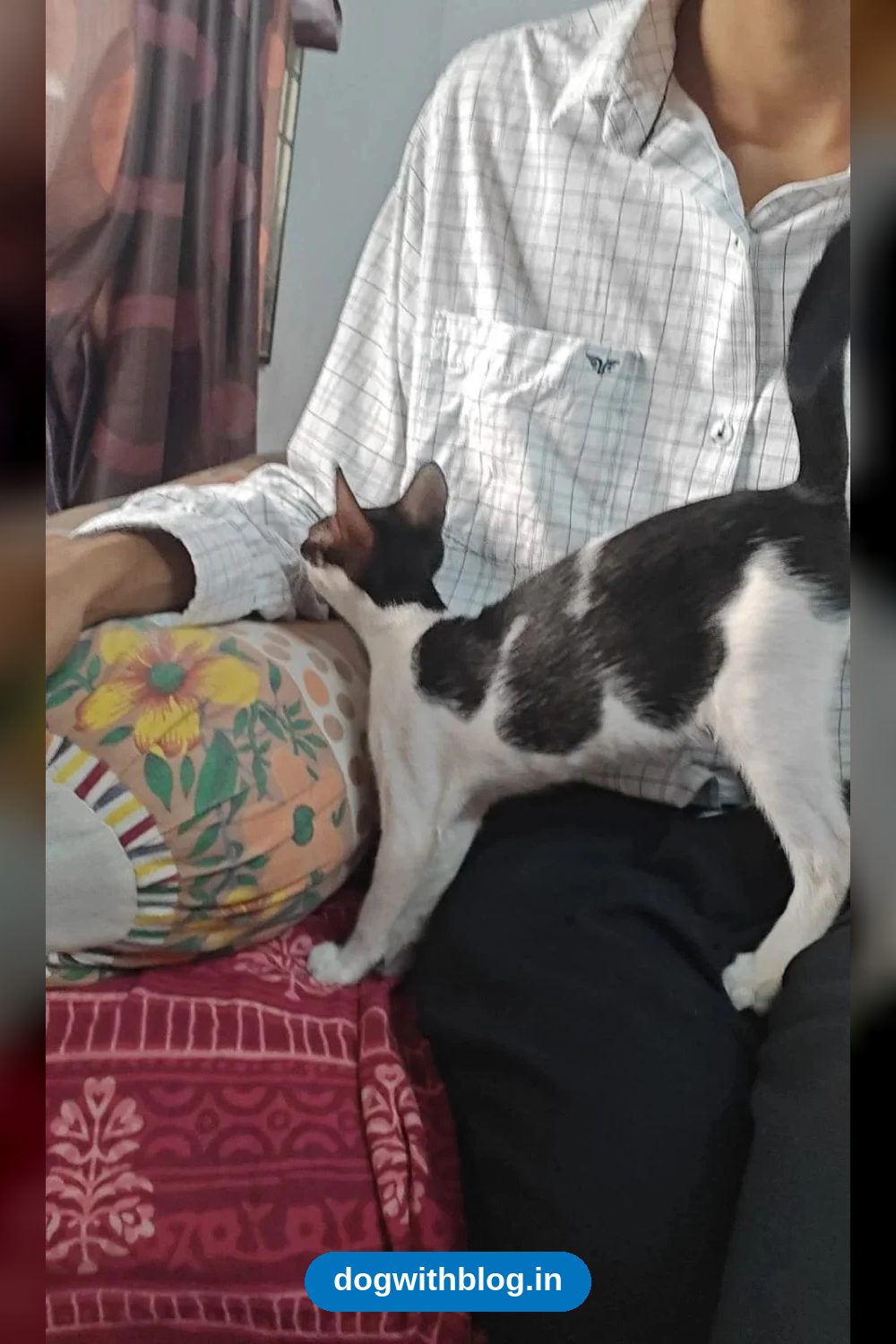 3-month-old female kitten for adoption in Navsari